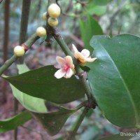 Garcinia cambogioides (Murray) Headland